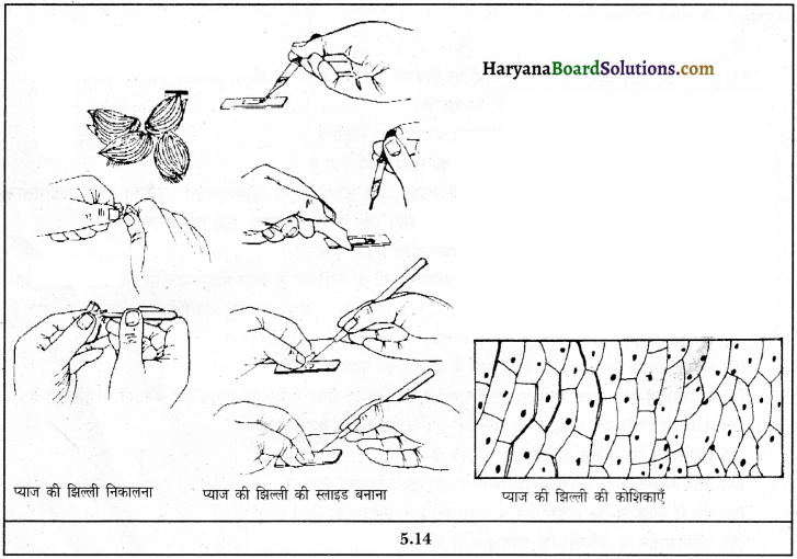 HBSE 9th Class Science Important Questions Chapter 5 जीवन की मौलिक इकाई 7