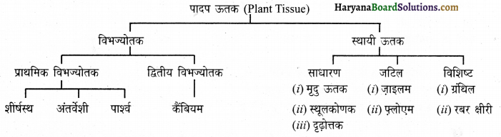 HBSE 9th Class Science Important Questions Chapter 6 ऊतक 1