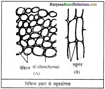 HBSE 9th Class Science Important Questions Chapter 6 ऊतक 10