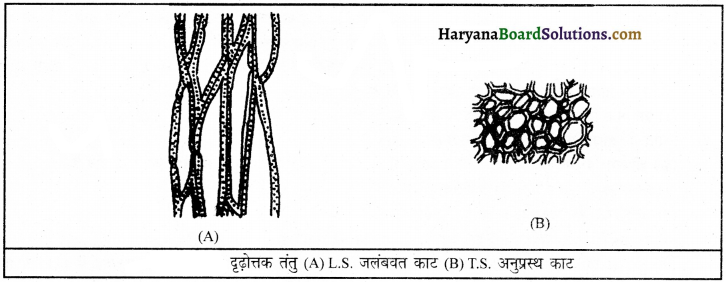 HBSE 9th Class Science Important Questions Chapter 6 ऊतक 11