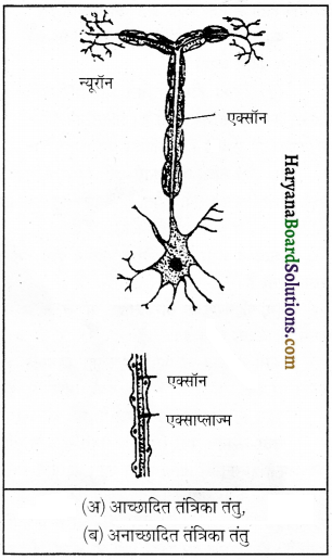 HBSE 9th Class Science Important Questions Chapter 6 ऊतक 13