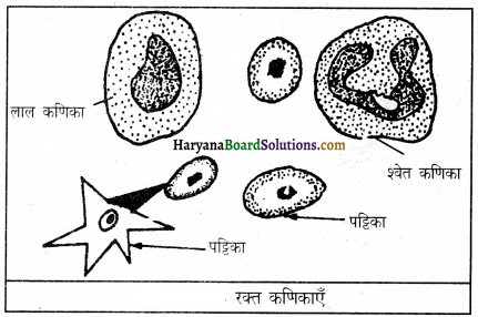 HBSE 9th Class Science Important Questions Chapter 6 ऊतक 14