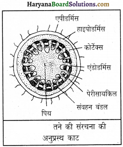HBSE 9th Class Science Important Questions Chapter 6 ऊतक 15