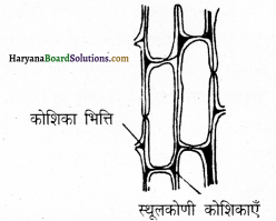 HBSE 9th Class Science Important Questions Chapter 6 ऊतक 4