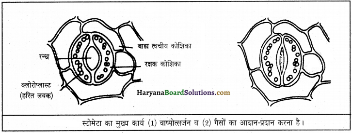 HBSE 9th Class Science Important Questions Chapter 6 ऊतक 5