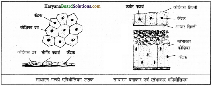 HBSE 9th Class Science Important Questions Chapter 6 ऊतक 6