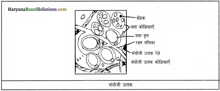 HBSE 9th Class Science Important Questions Chapter 6 ऊतक 7