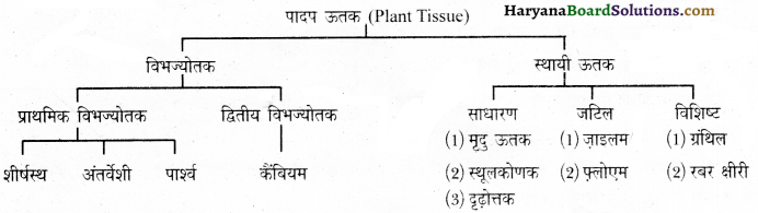 HBSE 9th Class Science Important Questions Chapter 6 ऊतक 8