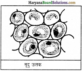 HBSE 9th Class Science Important Questions Chapter 6 ऊतक 9