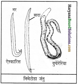 HBSE 9th Class Science Important Questions Chapter 7 जीवों में विविधता 2
