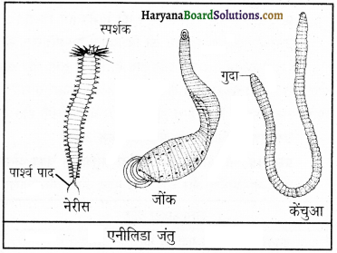 HBSE 9th Class Science Important Questions Chapter 7 जीवों में विविधता 3