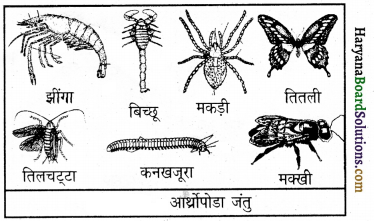 HBSE 9th Class Science Important Questions Chapter 7 जीवों में विविधता 4