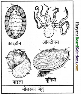 HBSE 9th Class Science Important Questions Chapter 7 जीवों में विविधता 5