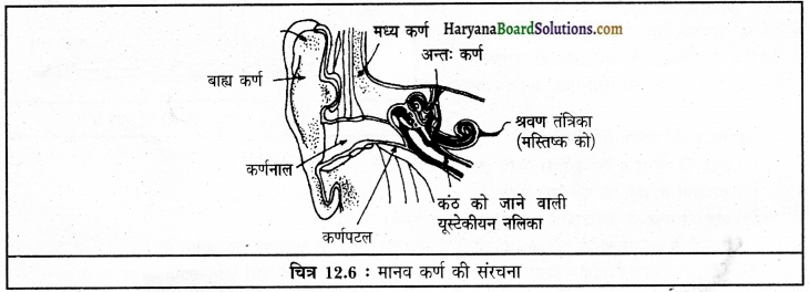 HBSE 9th Class Science Solutions Chapter 12 ध्वनि img-11
