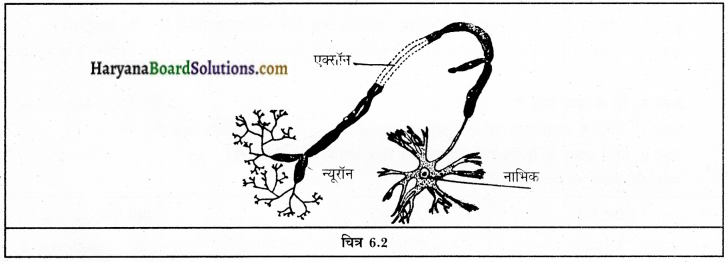 HBSE 9th Class Science Solutions Chapter 6 ऊतक img-2