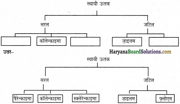 HBSE 9th Class Science Solutions Chapter 6 ऊतक img-3