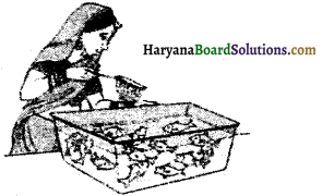 Haryana Board 10th Class Maths Solutions Chapter 15 Probability Ex 15.1 1