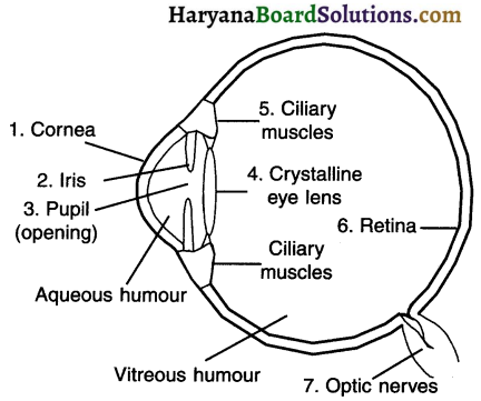 HBSE 10th Class Science Important Questions Chapter 11 Human Eye and Colourful World 1