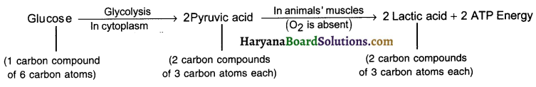 HBSE 10th Class Science Important Questions Chapter 5 Periodic Classification of Elements 34