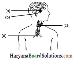 HBSE 10th Class Science Important Questions Chapter 7 Control and Coordination 10