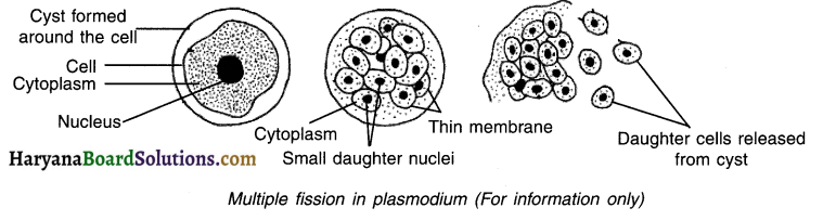 HBSE 10th Class Science Important Questions Chapter 8 How do Organisms Reproduce 3