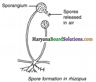 HBSE 10th Class Science Important Questions Chapter 8 How do Organisms Reproduce 7