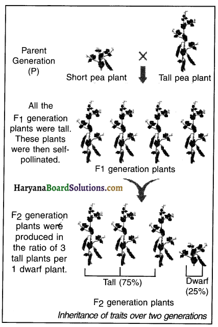 HBSE 10th Class Science Important Questions Chapter 9 Heredity and Evolution 2