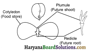 HBSE 10th Class Science Solutions Chapter 8 How do Organisms Reproduce 8