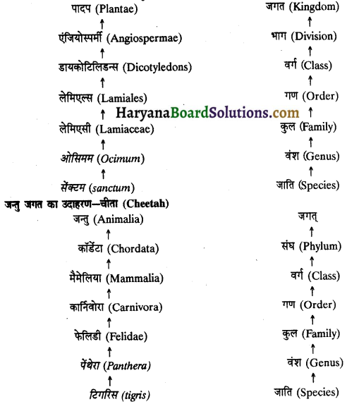 HBSE 11th Class Biology Solutions Chapter 1 जीव जगत 1