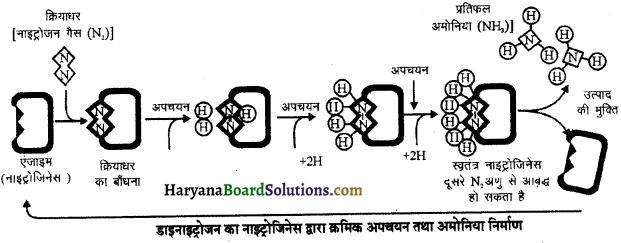 HBSE 11th Class Biology Solutions Chapter 12 खनिज पोषण 1