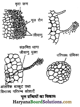 HBSE 11th Class Biology Solutions Chapter 12 खनिज पोषण 2