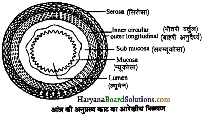 HBSE 11th Class Biology Solutions Chapter 16 पाचन एवं अवशोषण 1