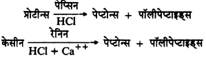 HBSE 11th Class Biology Solutions Chapter 16 पाचन एवं अवशोषण 3.