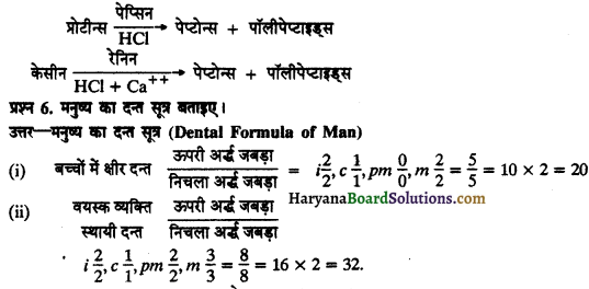 HBSE 11th Class Biology Solutions Chapter 16 पाचन एवं अवशोषण 3