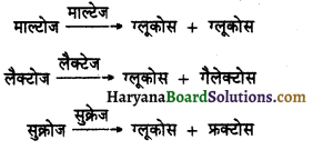 HBSE 11th Class Biology Solutions Chapter 16 पाचन एवं अवशोषण 7