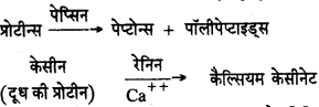 HBSE 11th Class Biology Solutions Chapter 16 पाचन एवं अवशोषण 9