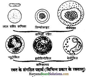 HBSE 11th Class Biology Solutions Chapter 18 शरीर द्रव तथा परिसंचरण 1