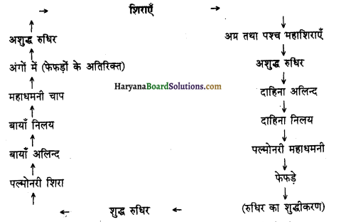 HBSE 11th Class Biology Solutions Chapter 18 शरीर द्रव तथा परिसंचरण 3