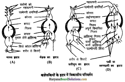 HBSE 11th Class Biology Solutions Chapter 18 शरीर द्रव तथा परिसंचरण 4