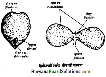 HBSE 11th Class Biology Solutions Chapter 5 पुष्पी पादपों की आकारिकी 1
