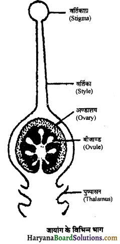HBSE 11th Class Biology Solutions Chapter 5 पुष्पी पादपों की आकारिकी 1