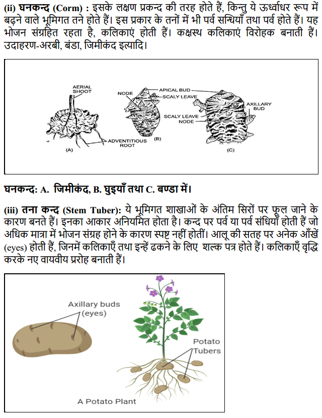 HBSE 11th Class Biology Solutions Chapter 5 पुष्पी पादपों की आकारिकी 10