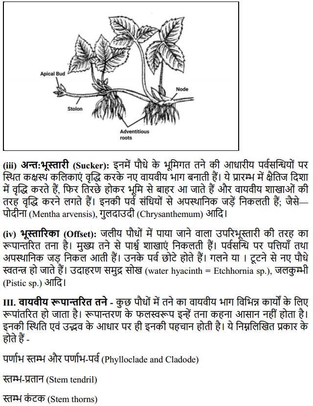 HBSE 11th Class Biology Solutions Chapter 5 पुष्पी पादपों की आकारिकी 13