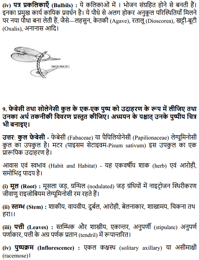 HBSE 11th Class Biology Solutions Chapter 5 पुष्पी पादपों की आकारिकी 15