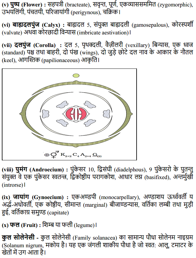 HBSE 11th Class Biology Solutions Chapter 5 पुष्पी पादपों की आकारिकी 16