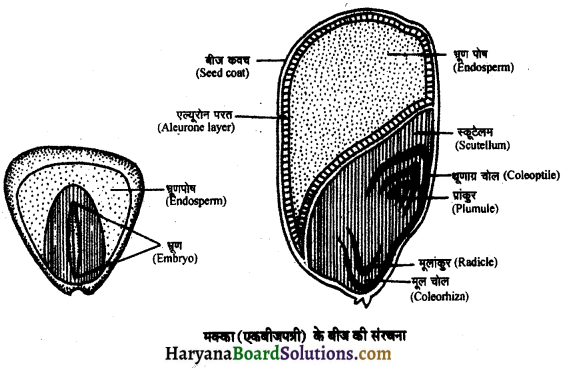 HBSE 11th Class Biology Solutions Chapter 5 पुष्पी पादपों की आकारिकी 2
