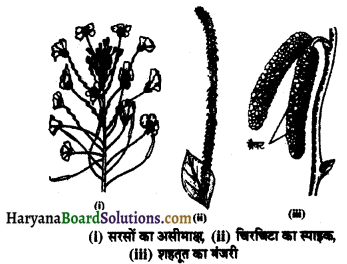 HBSE 11th Class Biology Solutions Chapter 5 पुष्पी पादपों की आकारिकी 2
