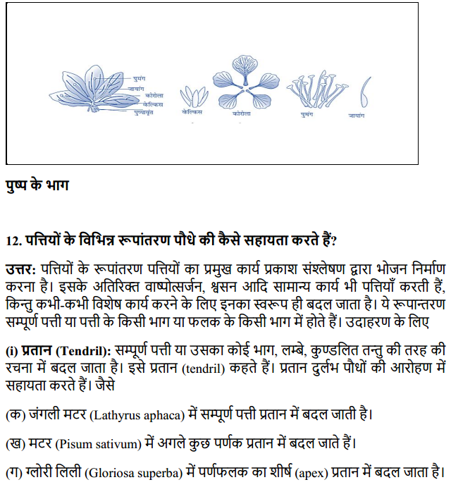 HBSE 11th Class Biology Solutions Chapter 5 पुष्पी पादपों की आकारिकी 21