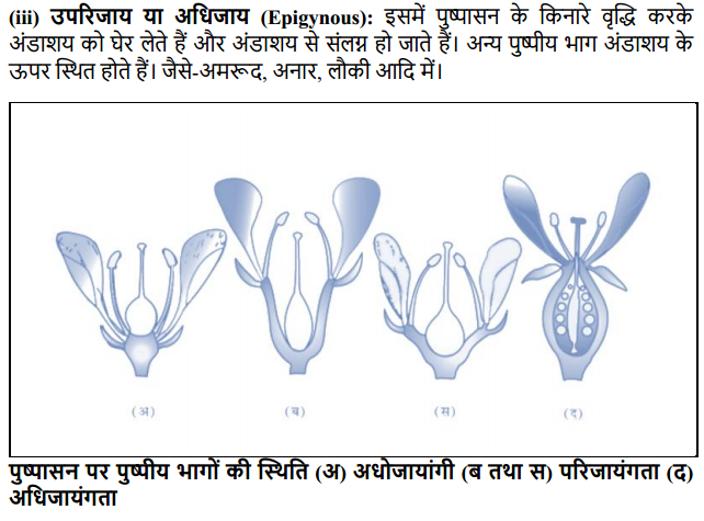 HBSE 11th Class Biology Solutions Chapter 5 पुष्पी पादपों की आकारिकी 26