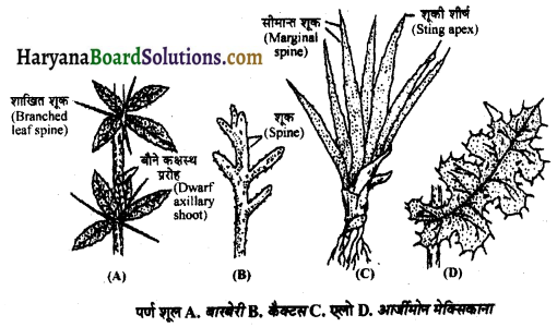 HBSE 11th Class Biology Solutions Chapter 5 पुष्पी पादपों की आकारिकी 3